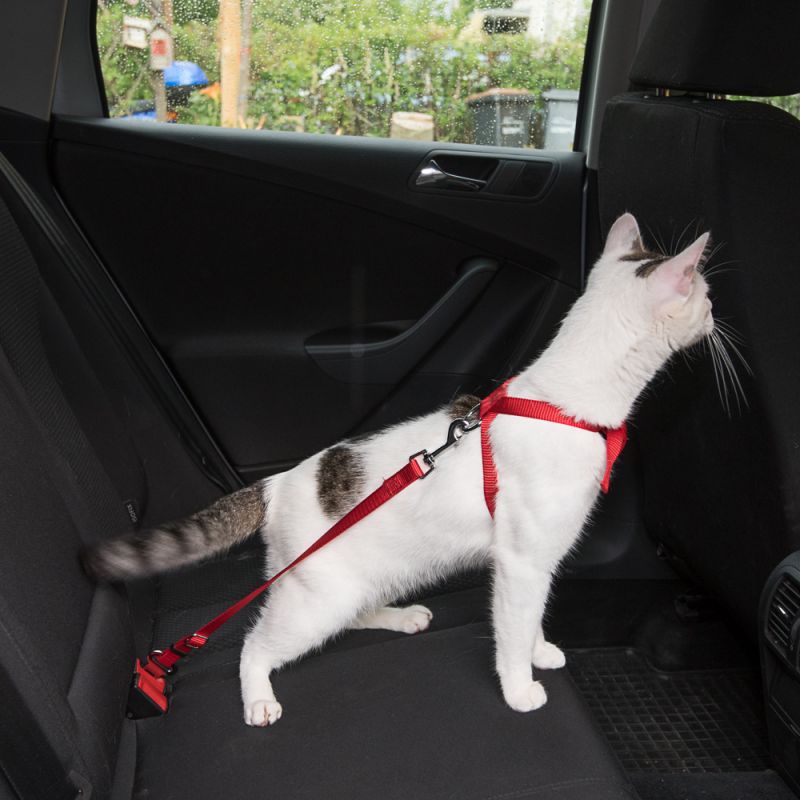 Ceinture de sécurité réglable pour animal de compagnie
